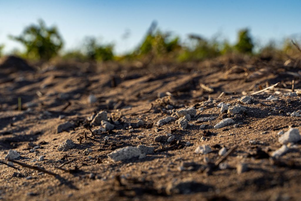 a close up of the limestone at springfontein, walker bay