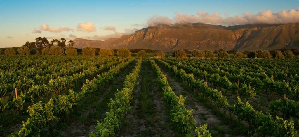 overlooking the vines, the mountains in the back