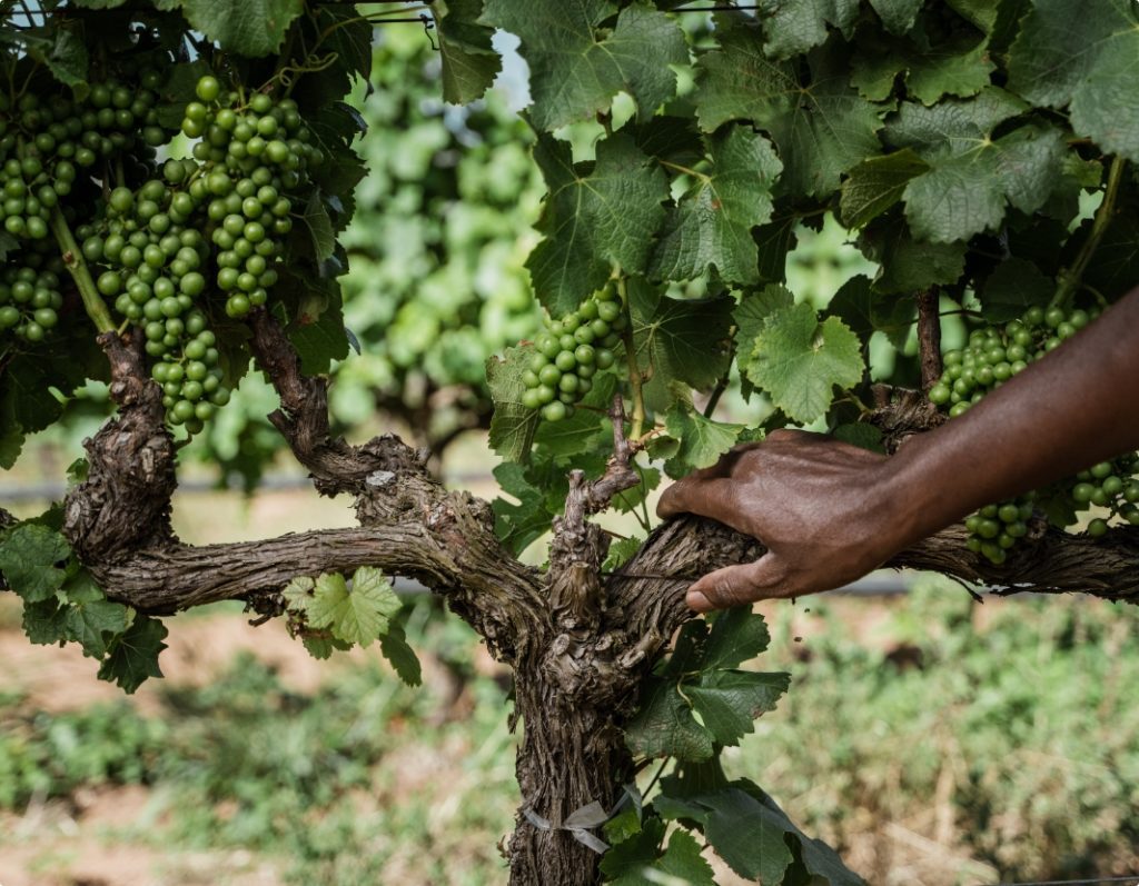 close up of the vines at springfontein