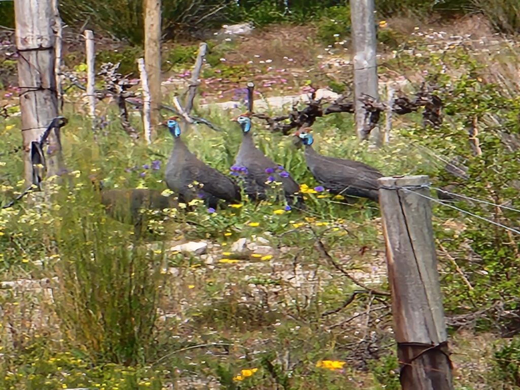 guinnefowls in the vineyard at springfontein wine estate