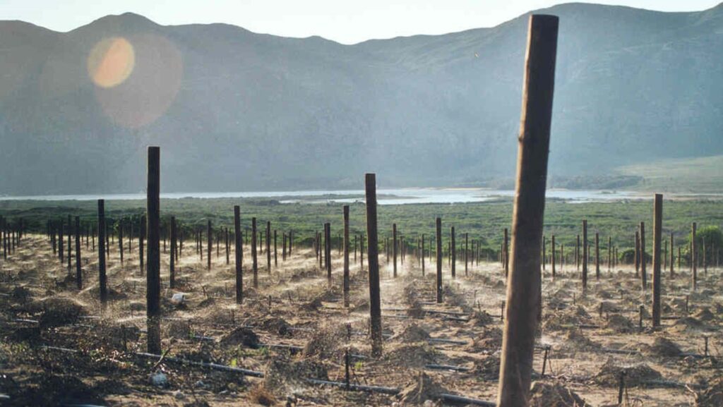 new plantings at Springfontein