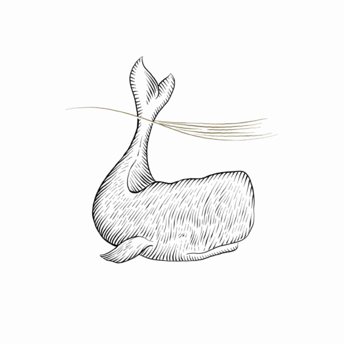 CAPE_MOBY-scaled-1.png