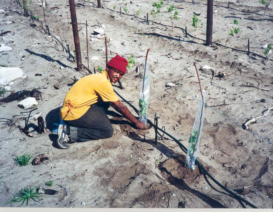 growth tubes for the new vines
