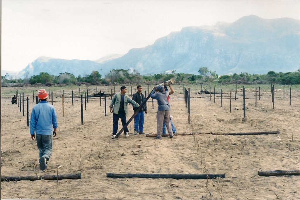 first plantings at springfontein