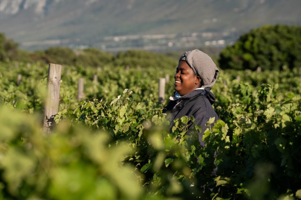springfonteiner in the vineyard