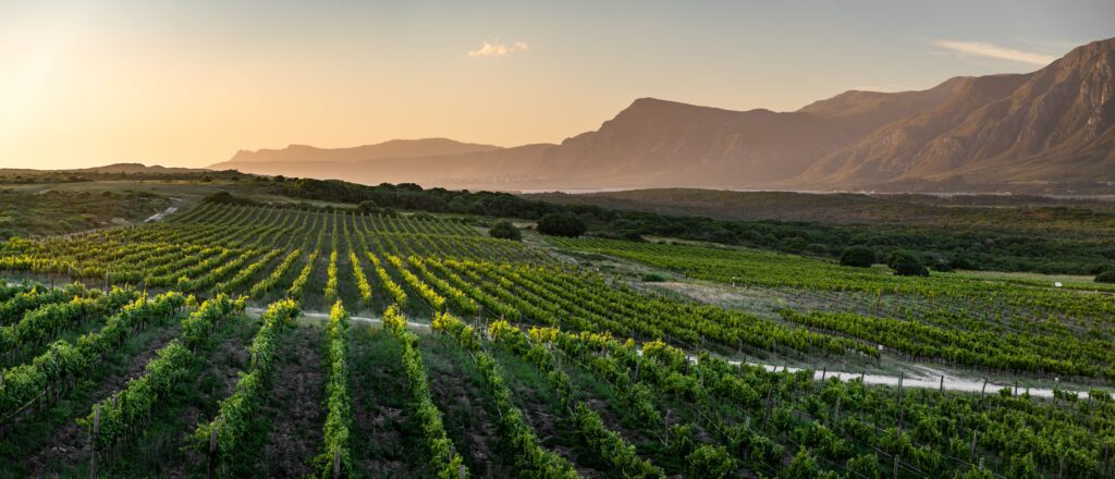 Springfontein Rim limestone terroir, Walker Bay Vineyard landscape at Springfontein Wine Estate, Stanford